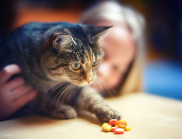 Supplements for Cats