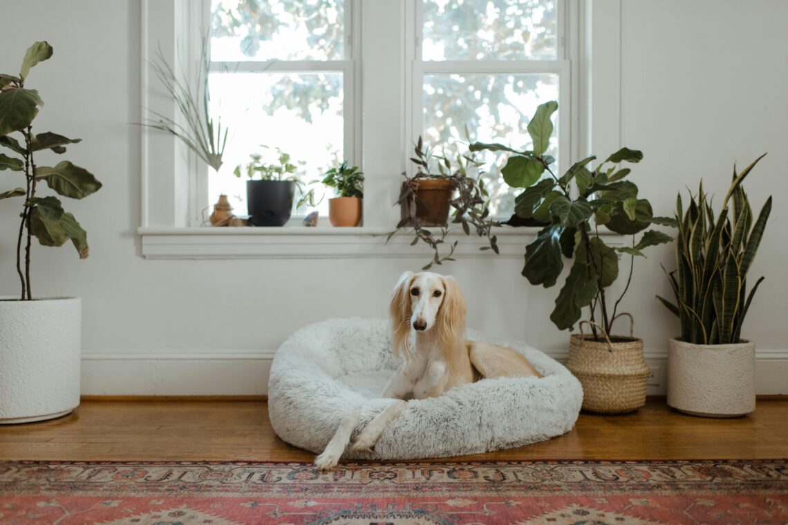 Train Your Dog to Stay Home Alone