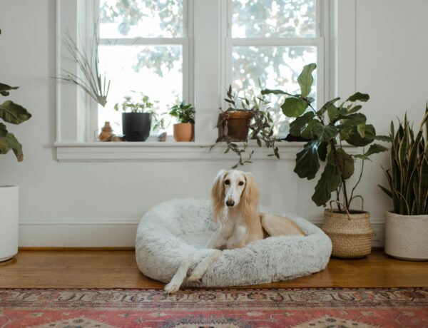 Train Your Dog to Stay Home Alone