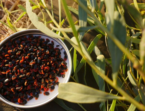 moringa seed oil