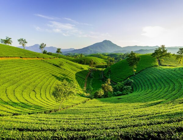 Wholesale Tea Packaging