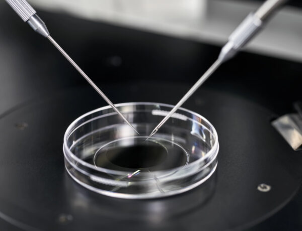 IVF Egg Quality