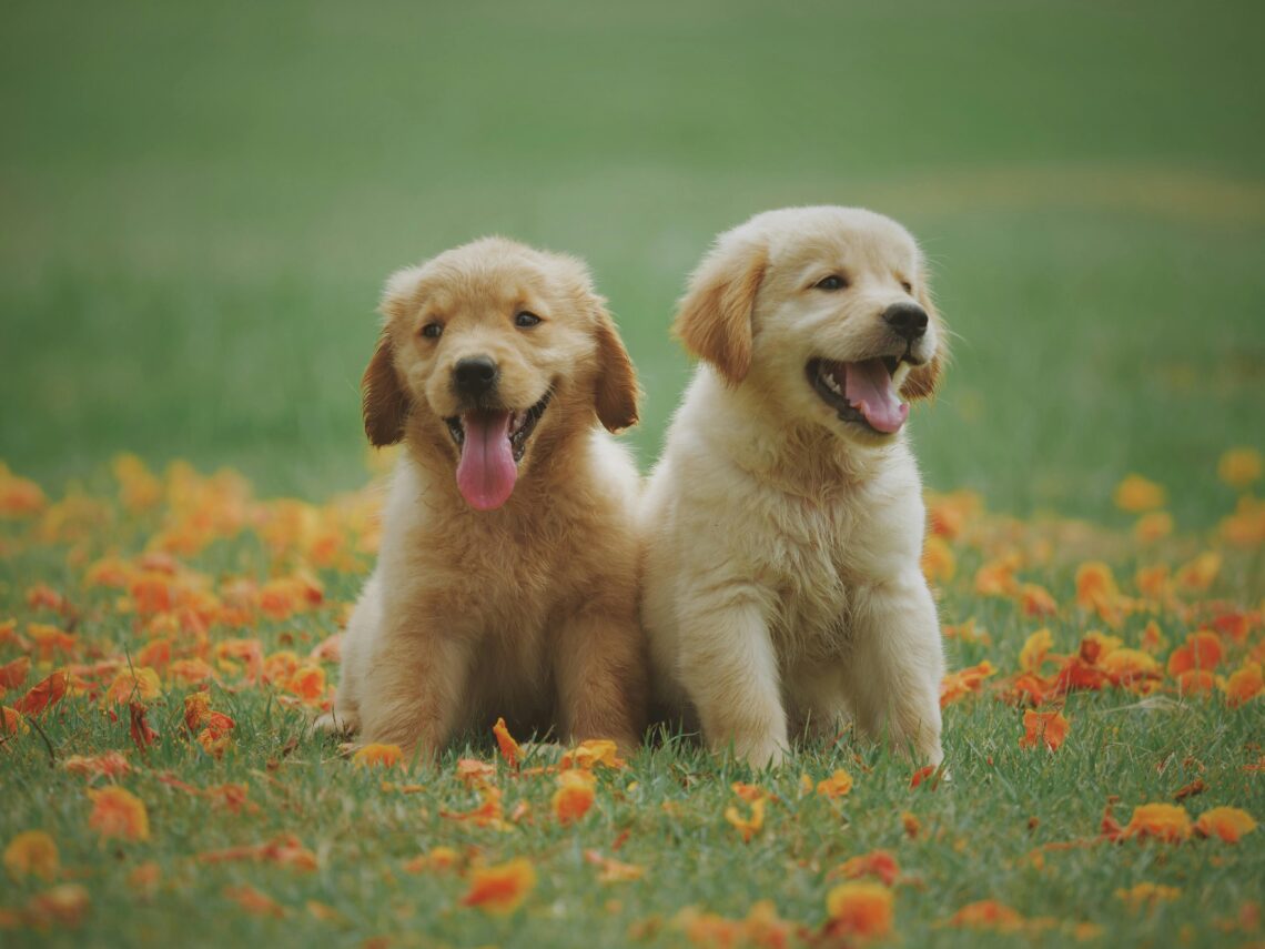 Daily Routine for Your Puppy