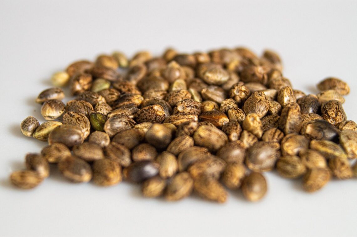 Feminised Cannabis Seeds