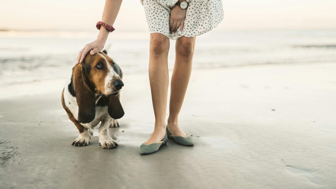 choose the right pets