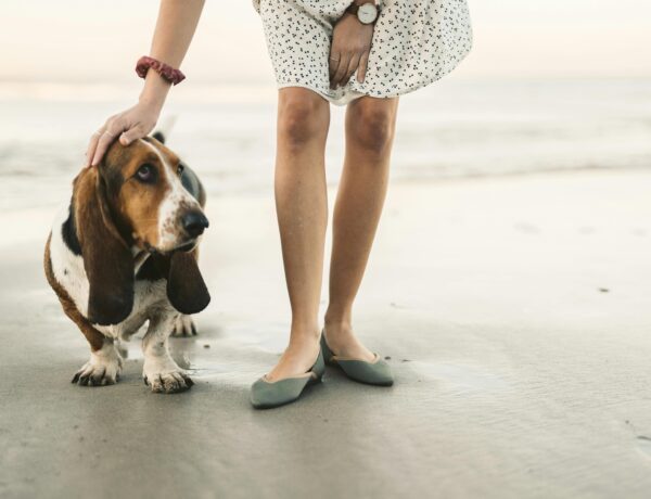 choose the right pets