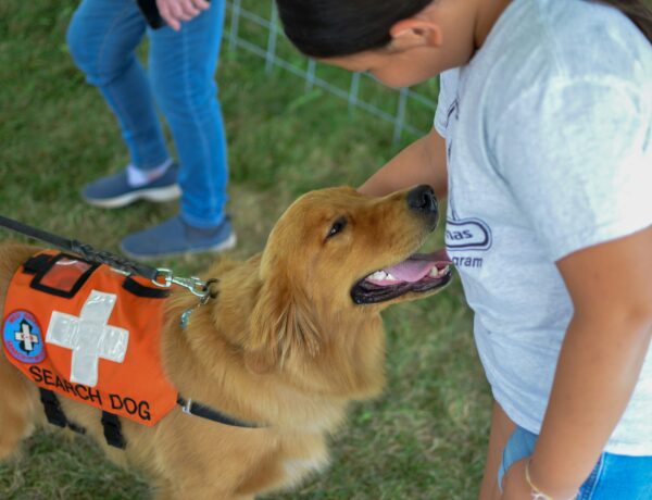 first aid certification for pet sitters