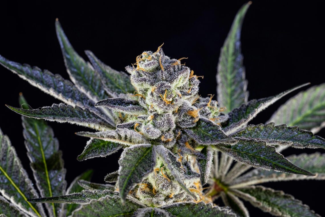 THCA Flower for Sale