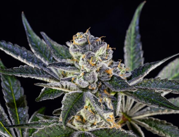 THCA Flower for Sale