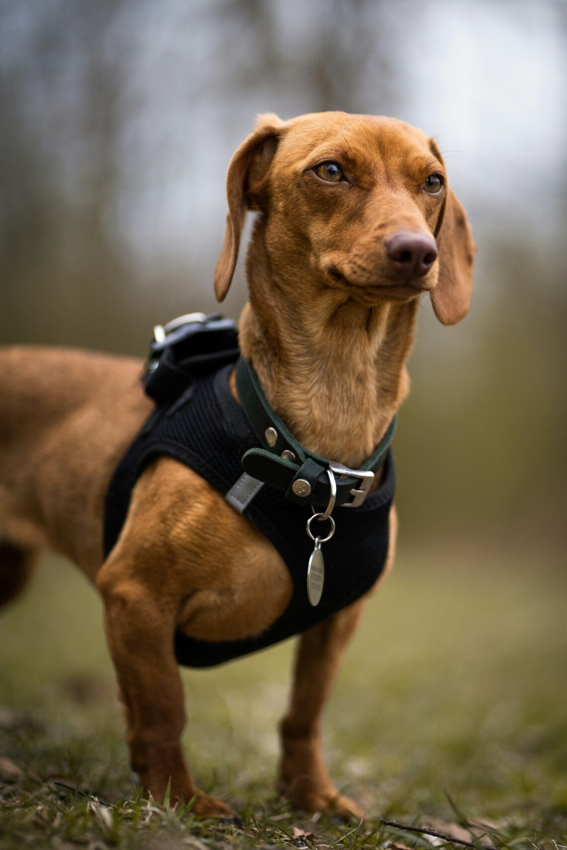 Dog Harnesses and Canine Health