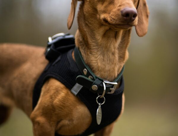 Dog Harnesses and Canine Health