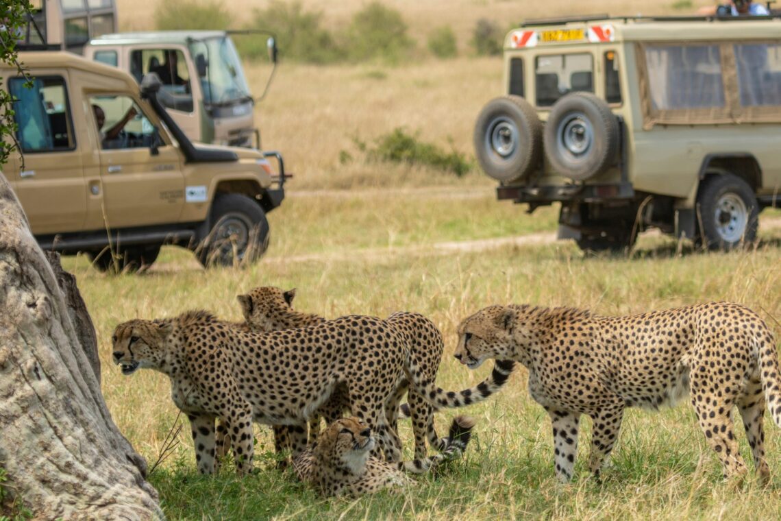 safari travel