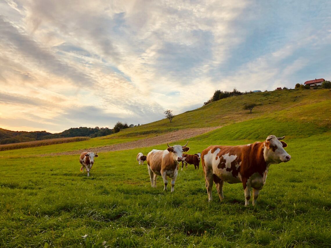 how to raise beef cattle