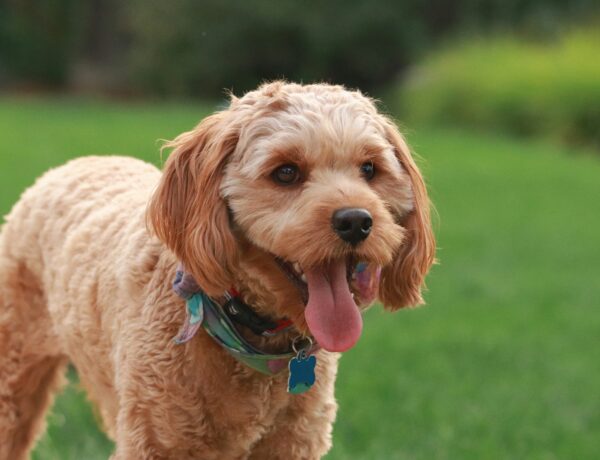 Cavapoo puppy
