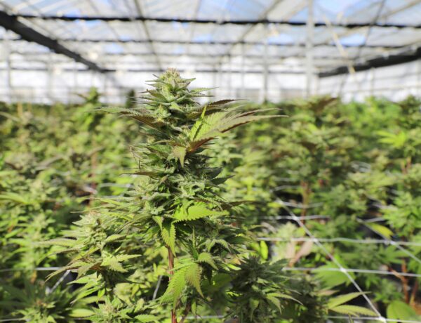 Cannabis Gardens
