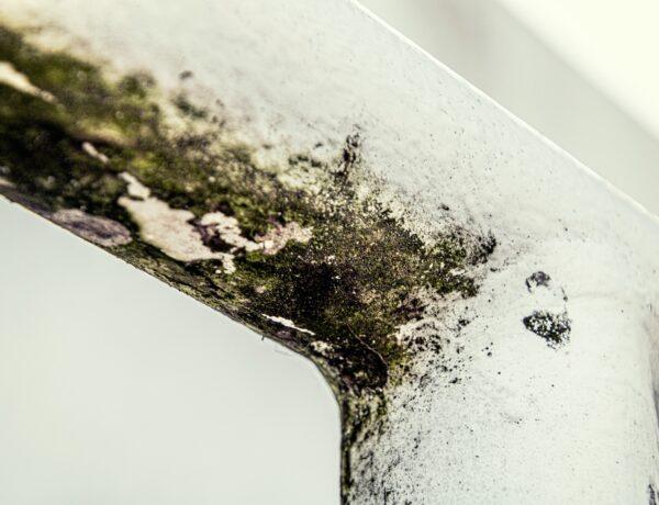 Health Risks of Crawl Space Mold