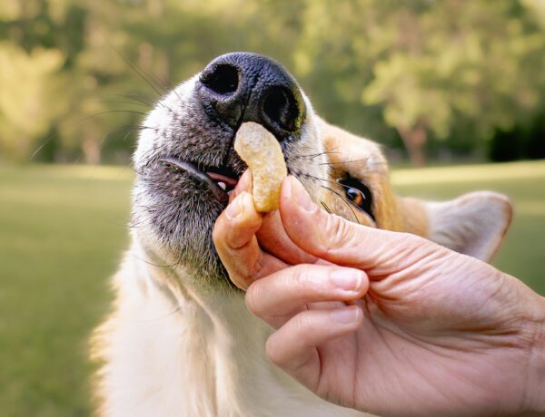 Digestible Dog Chews