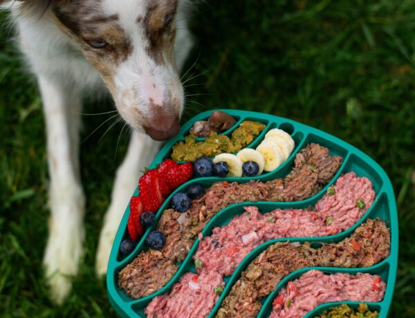 raw pets foods