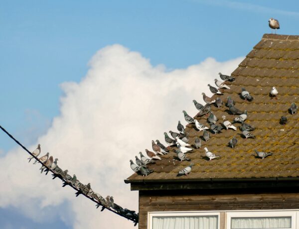 bird control