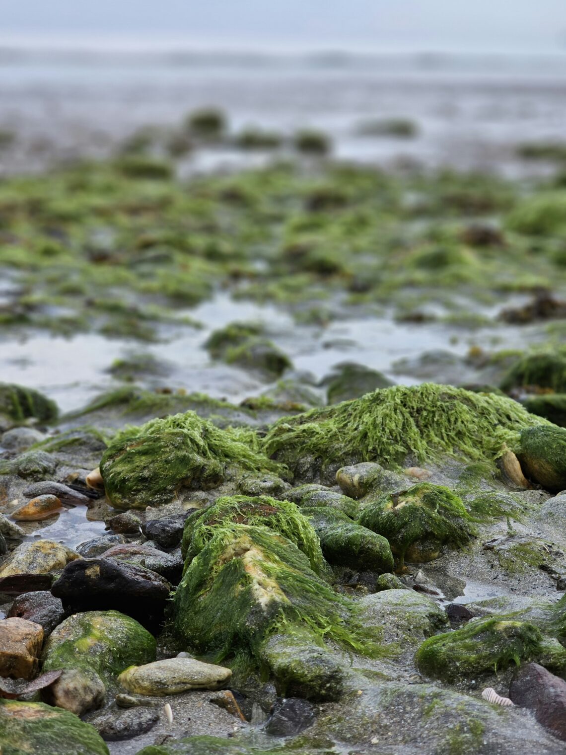 sea moss gel