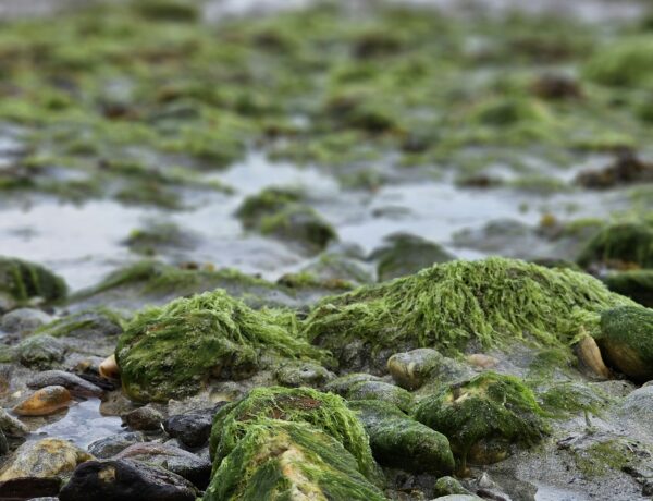 sea moss gel
