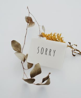 the art of saying sorry