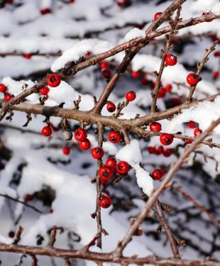 Protect Your Fruit and Veggie Garden in the Winter