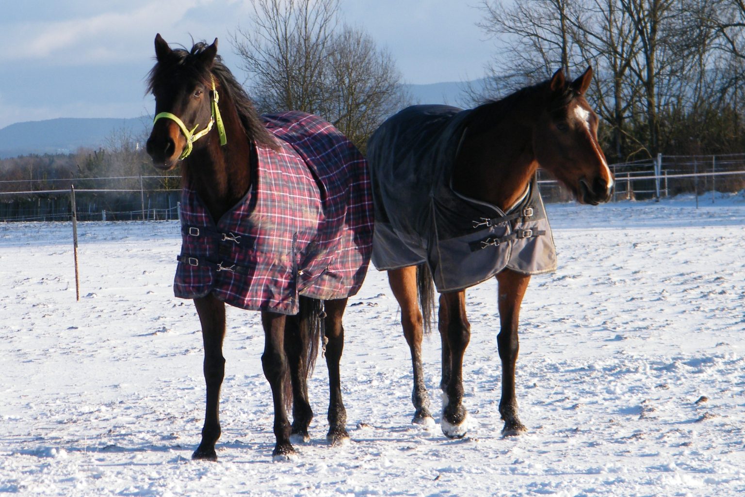 What Is Denier In Horse Blankets