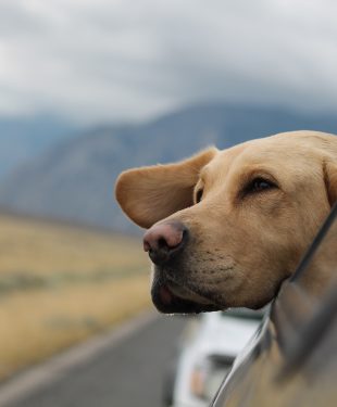 CBD oil can help dogs