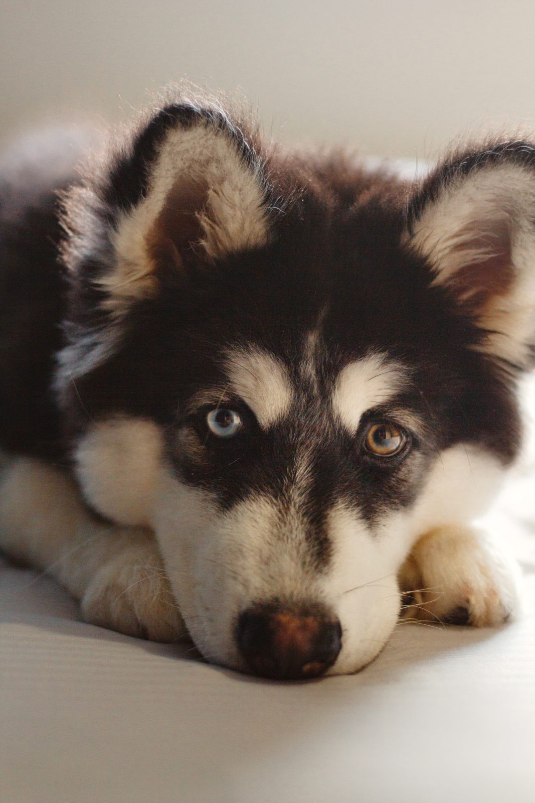 Black and white siberian husky