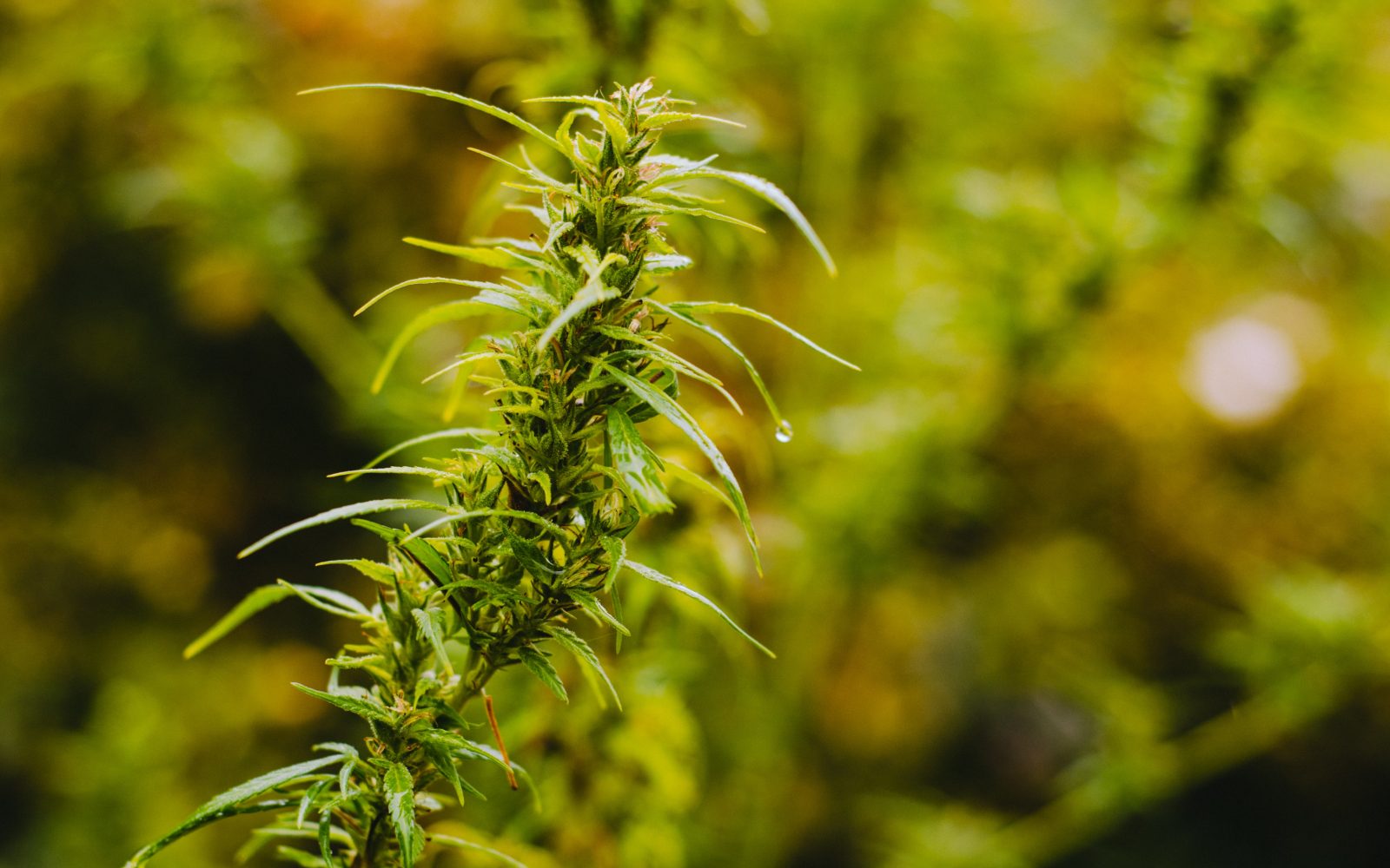 Buying Hemp Flower Online