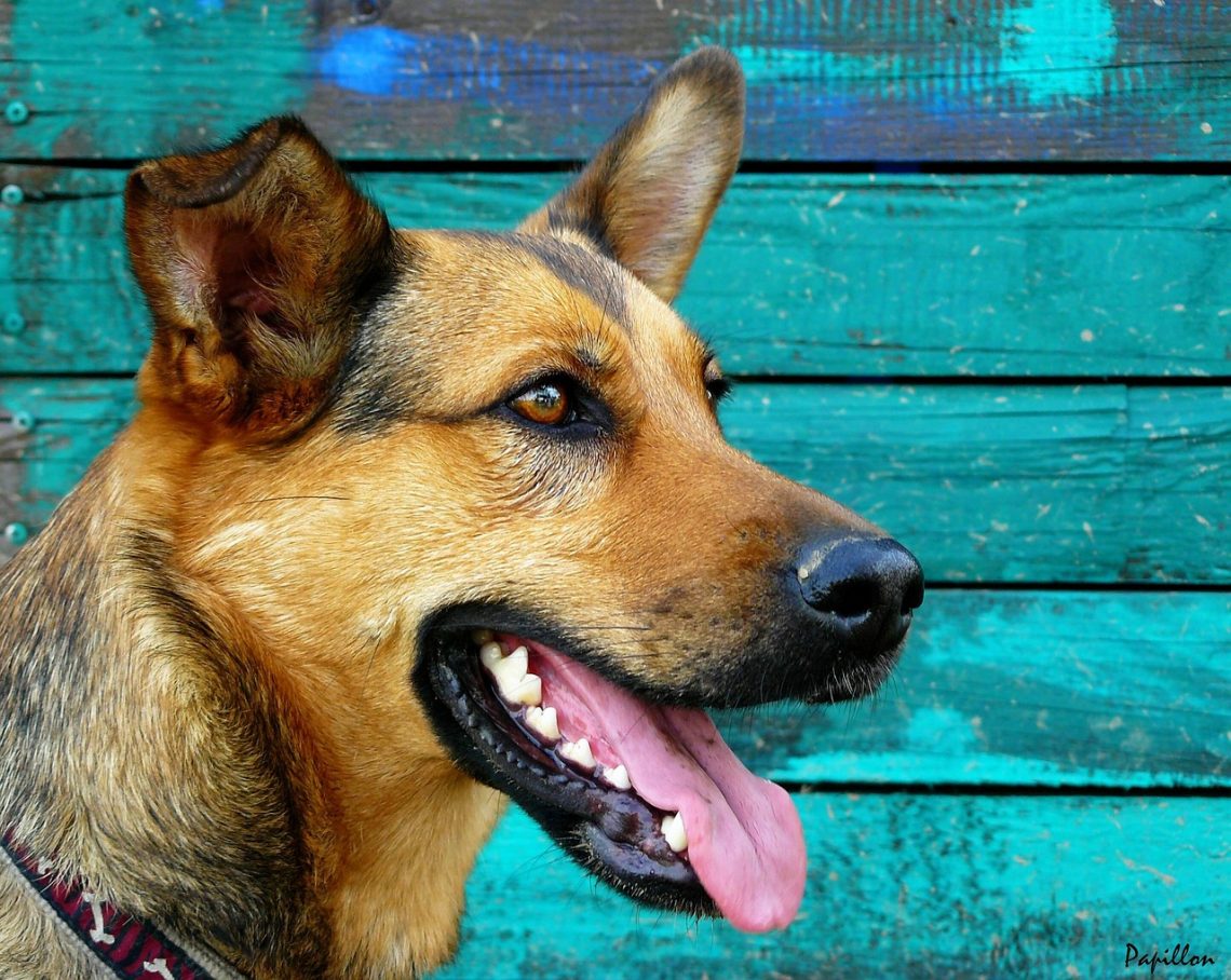 Dental health for dogs