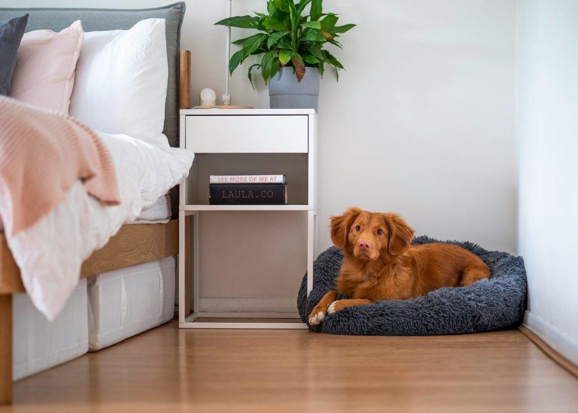 Decorating Your Living Space: Incorporating Pet-Friendly Elements