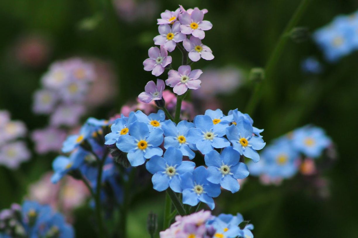 Using Flowers in Your Skincare Routine