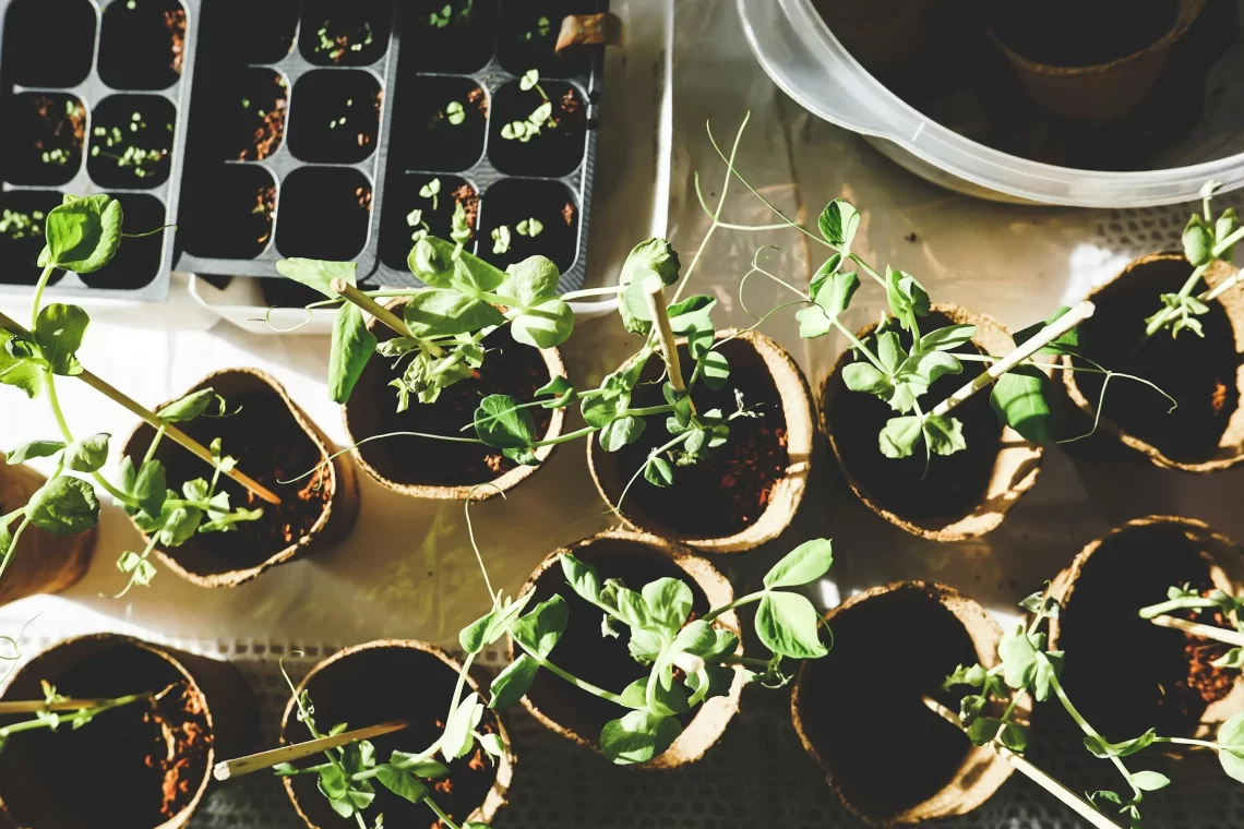 8 Not-So-Eco-Friendly Gardening Mistakes You Didn’t Know You Were Making