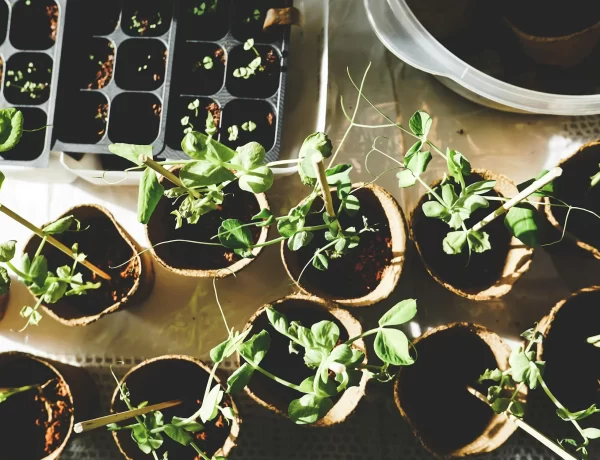 8 Not-So-Eco-Friendly Gardening Mistakes You Didn’t Know You Were Making