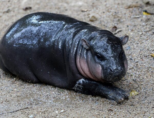 Meet the Baby Pygmy Hippo Who Has Become a Viral Sensation – Hollywood Life