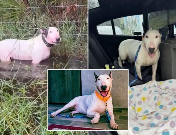 Florida dog cruelly tied to fence before Hurricane Milton ‘safe and sound’ in foster care, receives name