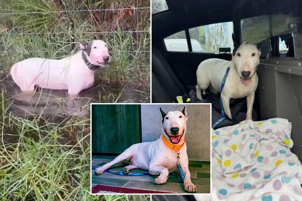 Florida dog cruelly tied to fence before Hurricane Milton ‘safe and sound’ in foster care, receives name