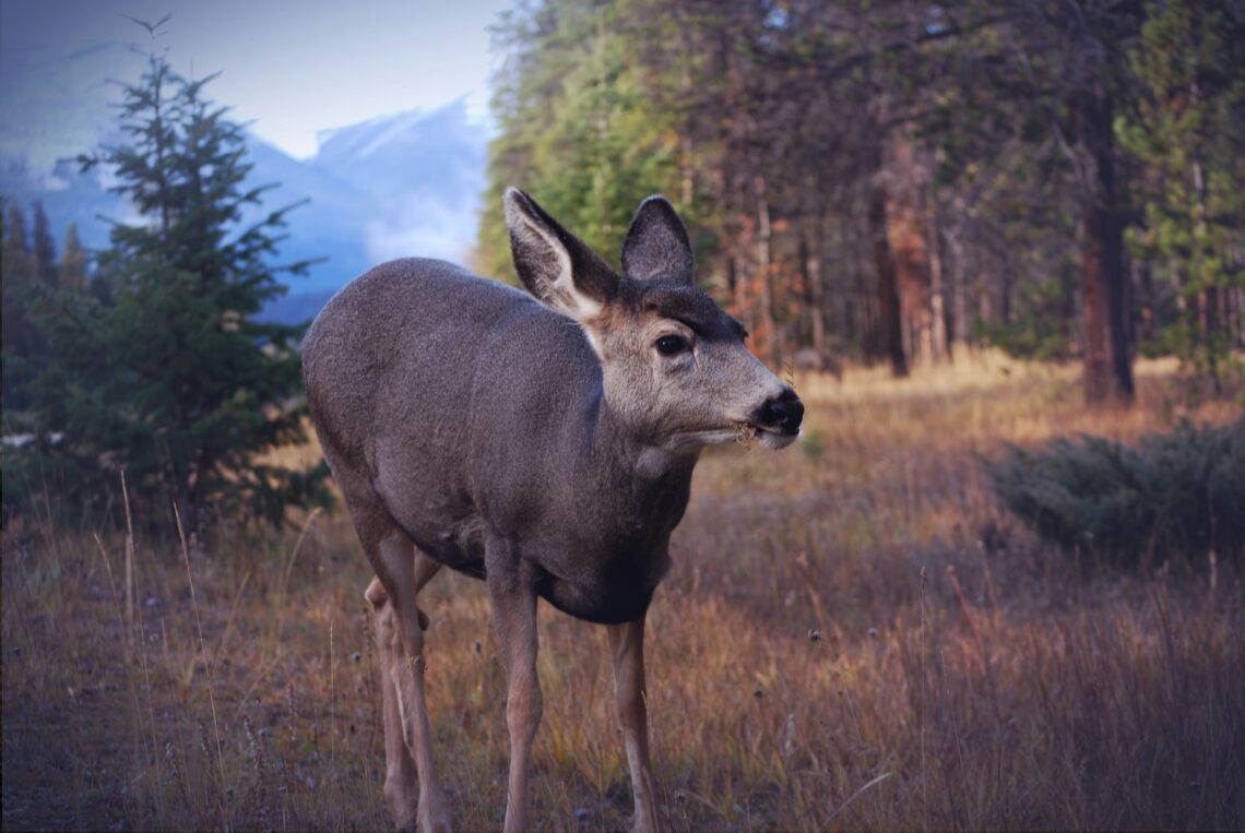 Wildlife Removal and Exclusion: Why They Go Hand in Hand