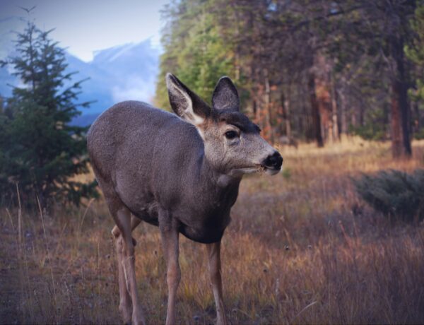 Wildlife Removal and Exclusion: Why They Go Hand in Hand