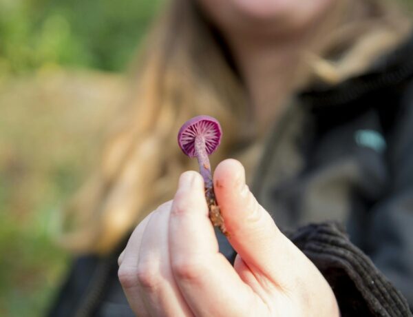 Getting Started with Wild Edibles: A Beginner’s Forage Journey