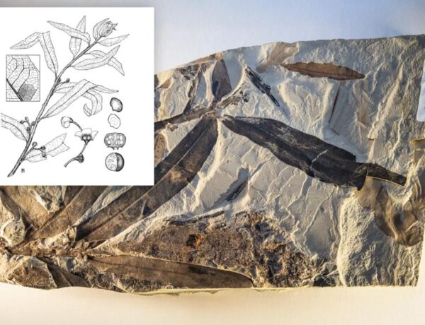 ‘Alien plant’ fossil unearthed near abandoned Utah town not related to any identified living or extinct species