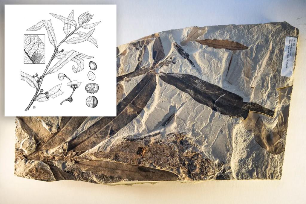 ‘Alien plant’ fossil unearthed near abandoned Utah town not related to any identified living or extinct species