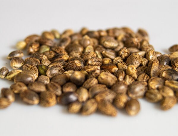 Best Strains of Cannabis Seeds for Flavor, Aroma, and Effect