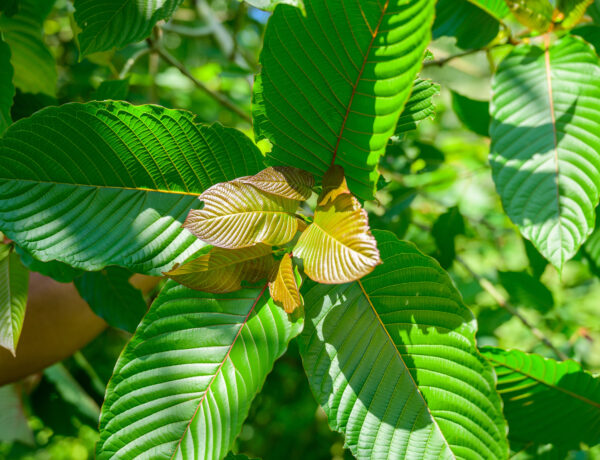 Best 7-Hydroxymitragynine Alternatives: Oxonol vs Pseudoindoxyl