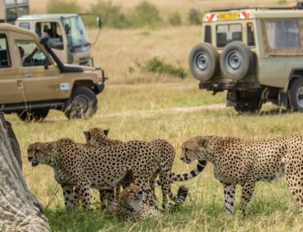 Why Safari Travel Might Be the Digital Detox Creatives Actually Need
