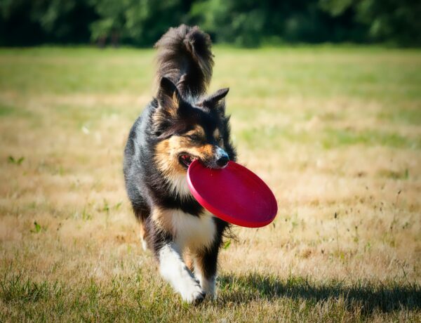 Choosing a Dog That Fits Your Lifestyle, Not Just Your Feed