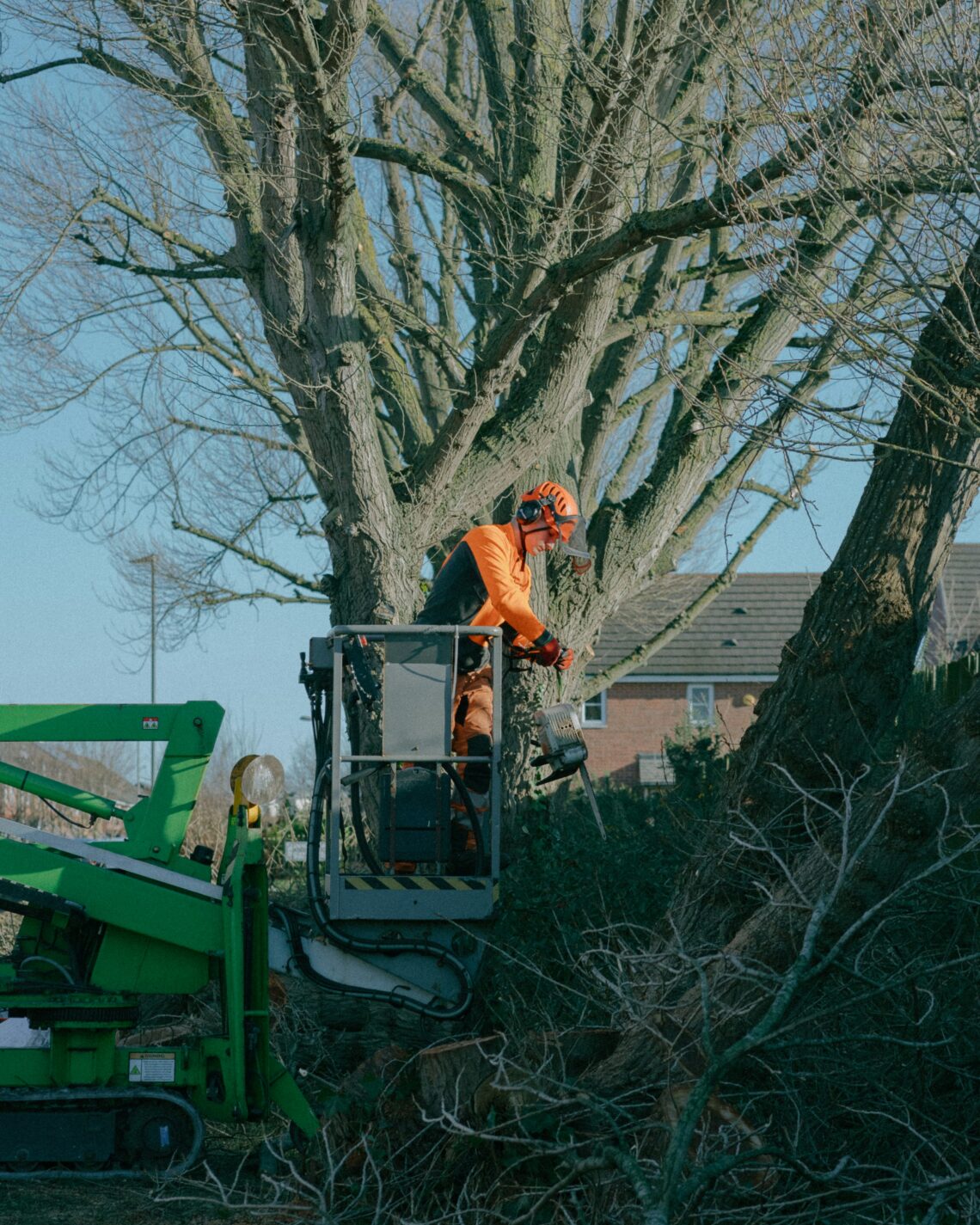 Seattle Tree Removal FAQs Every Property Owner Should Read First