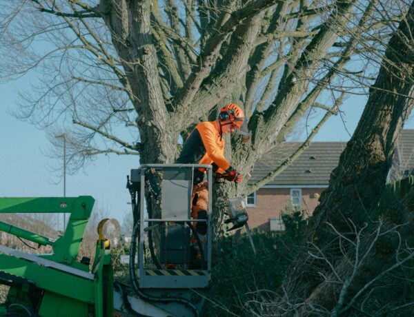 Seattle Tree Removal FAQs Every Property Owner Should Read First